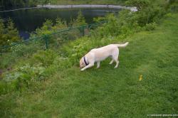 Dog playing near Cleveland Dam in Vancouver.jpg