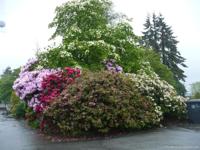 Flowers and foliage at Queen Elizabeth Park in Vancouver.jpg