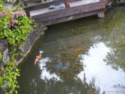 Koi fish in the pond at Dr Sun Yat Sen Park.jpg