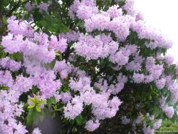 Plant with pink purple flowers at Queen Elizabeth Park in Vancouver.jpg