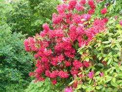 Plant with red flowers at Queen Elizabeth Park in Vancouver.jpg