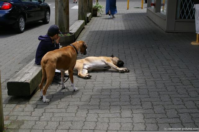 Resting dog at Granville Island in Vancouver.jpg
