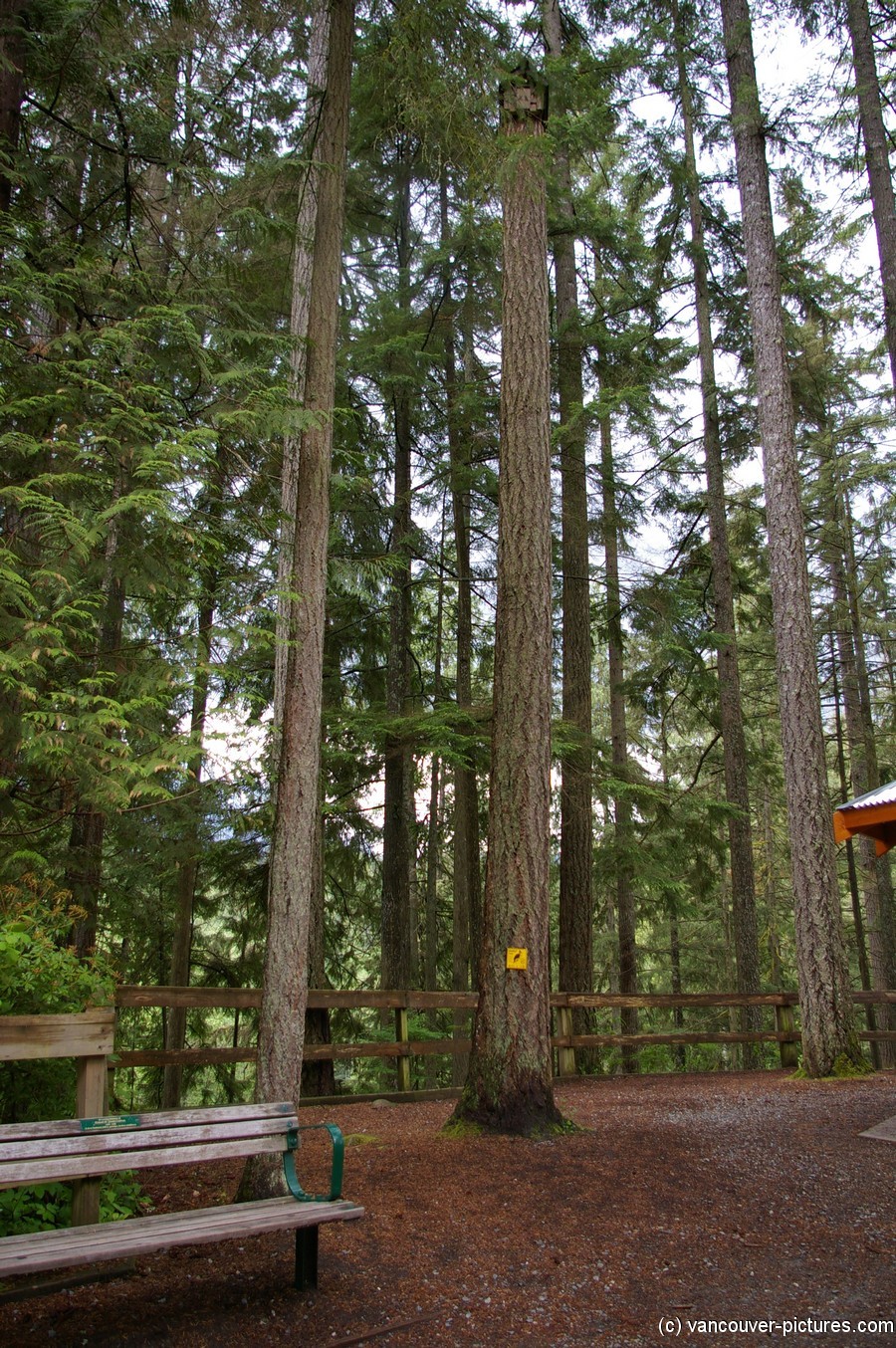 Tall trees in the Lynn Canyon Park in Vancouver.jpg