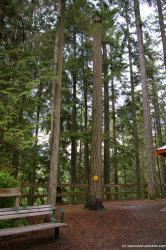 Tall trees in the Lynn Canyon Park in Vancouver.jpg