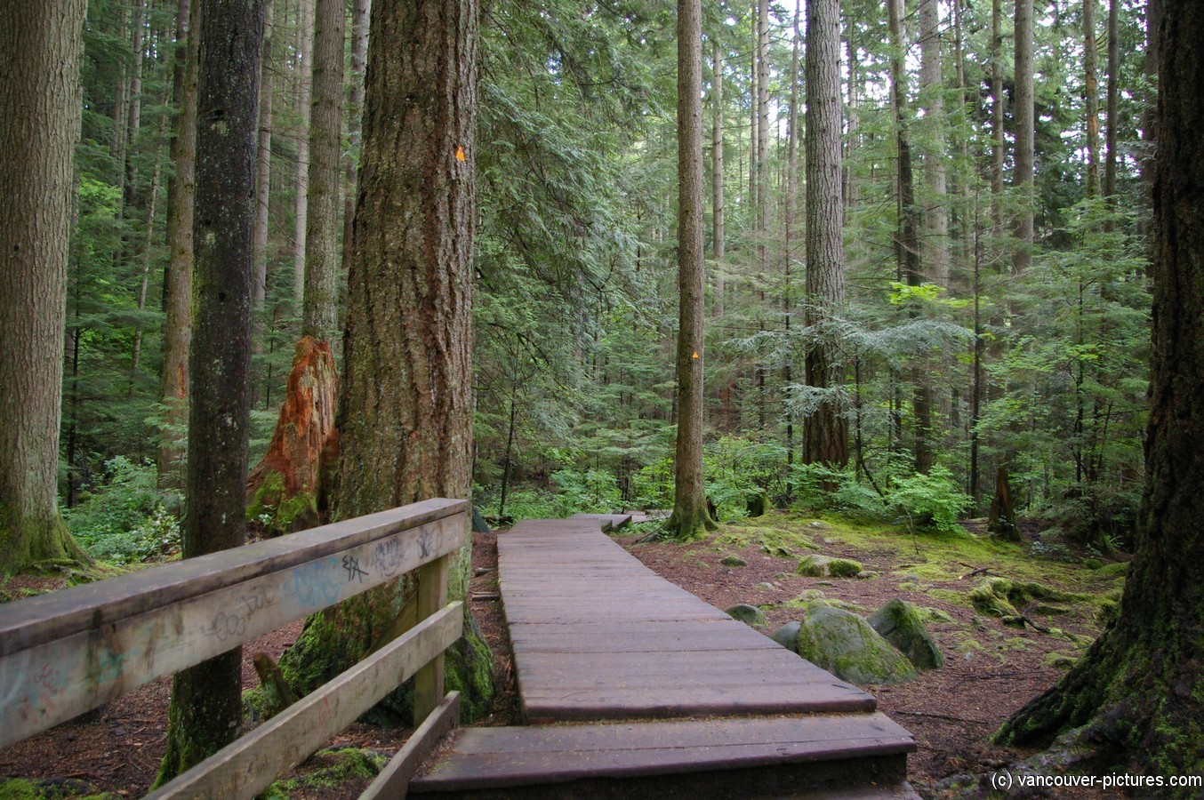 Trail leading off from the Lynn Canyon suspension bridge.jpg