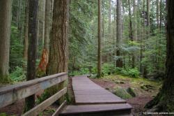 Trail leading off from the Lynn Canyon suspension bridge.jpg