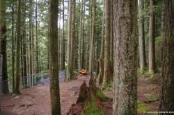 Trees and bench within the Lynn Canyon Park in Vancouver.jpg