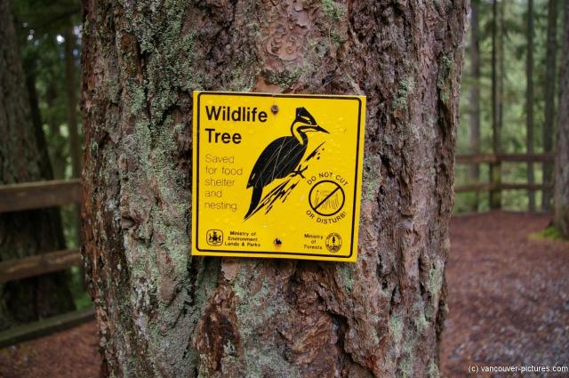 Wildlife Tree at Lynn Canyon Park in Vancouver.jpg