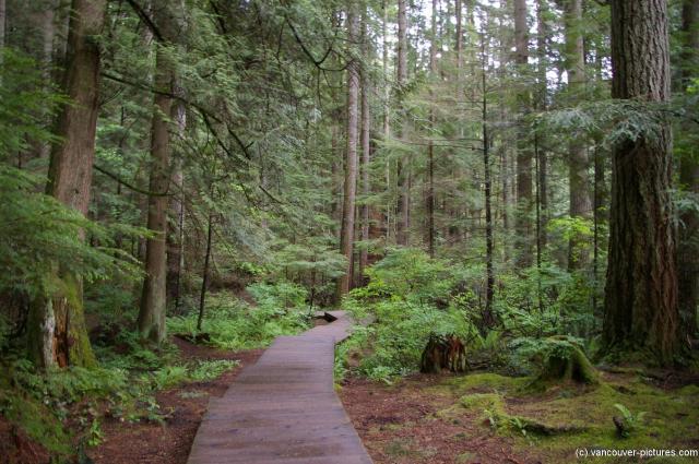 Wooden platform trail in the Lynn Canyon Park in Vancouver.jpg